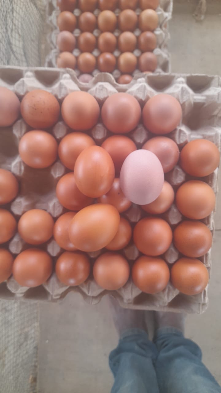 Eggs ready for crating