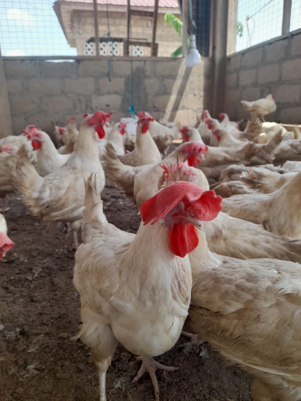 Bramas Farm